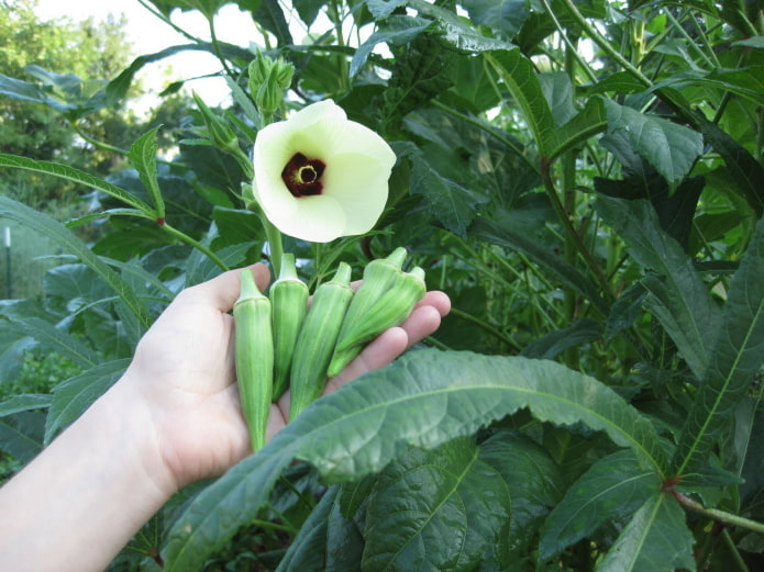 Okra bloei