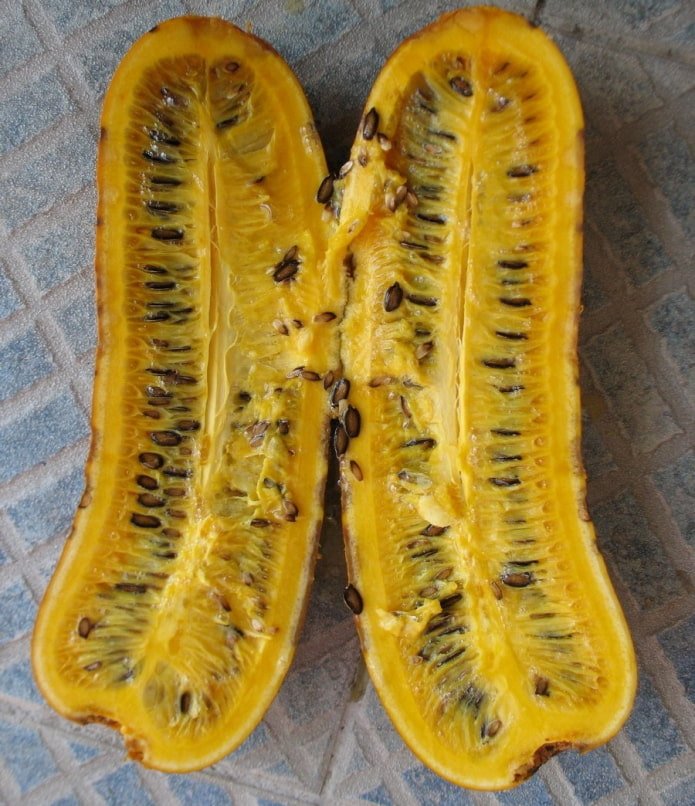 Uitgesneden cassabana