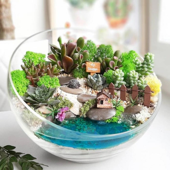 samenstelling van vetplanten