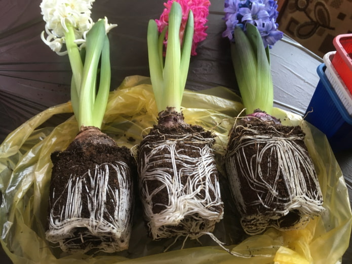 hyacinten verplanten in een andere pot