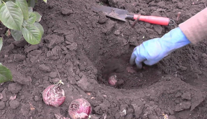 hyacinten in de volle grond planten