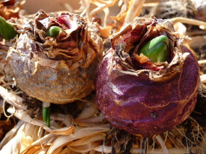 hyacintenbollen planten voor het planten