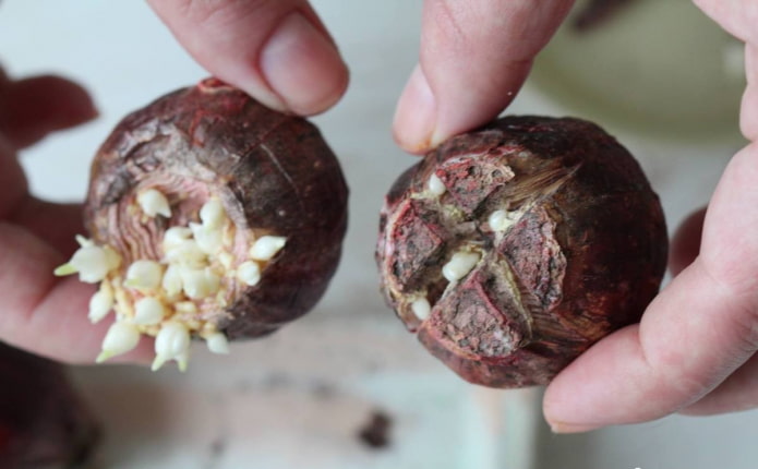 hyacintenbollen met jongen afsnijden