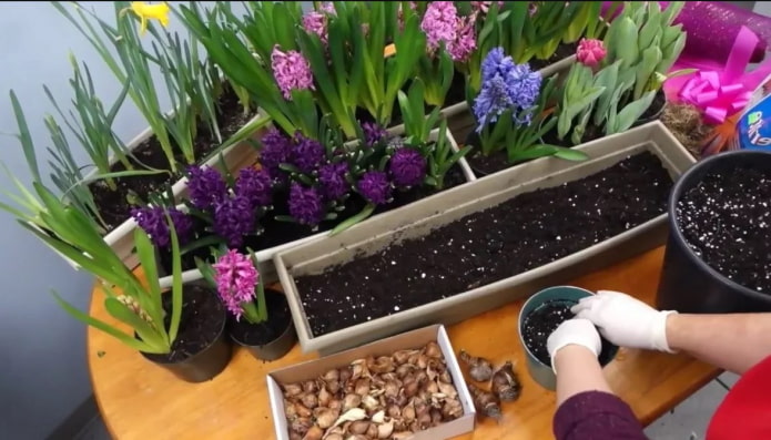 voortplanting van hyacinten