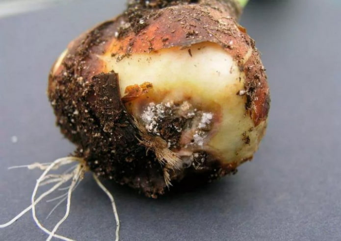 rotte hyacintbol
