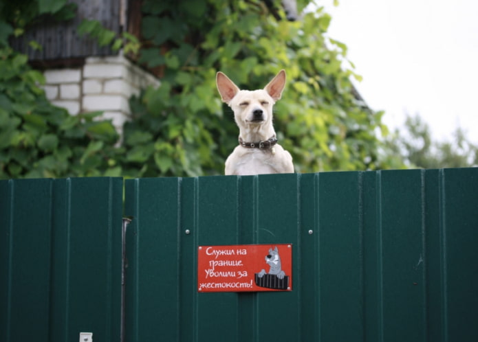 Pas op voor de boze hond Pas op voor de boze hond