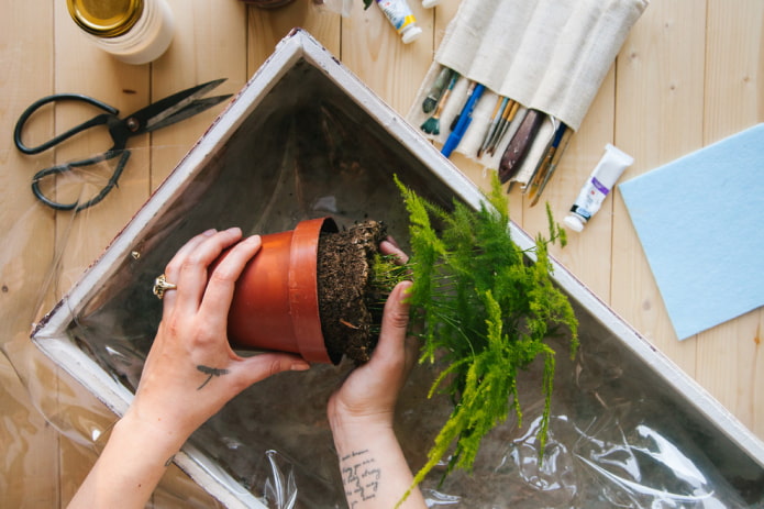 Planten planten
