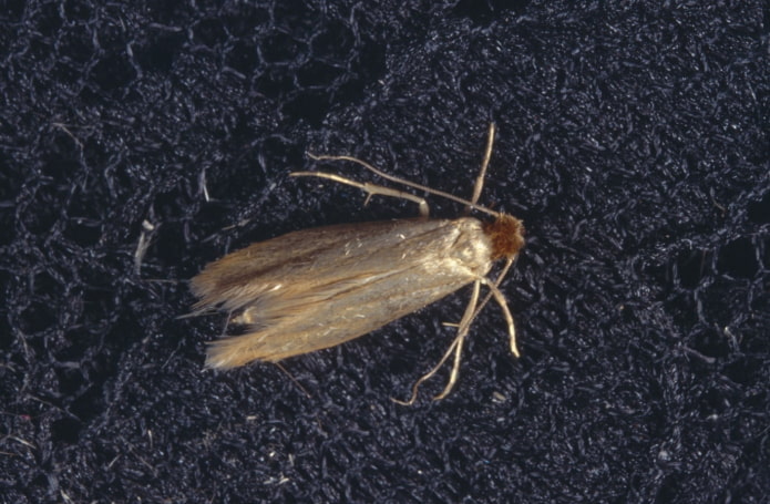 kleermot