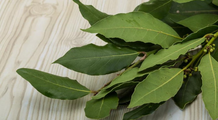laurierblad