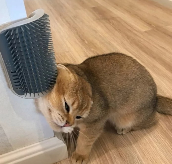 kattenkam