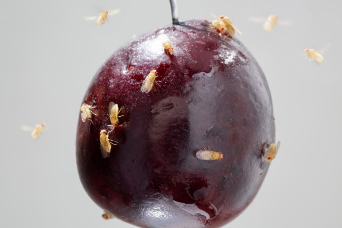 fruitmuggen in de keuken