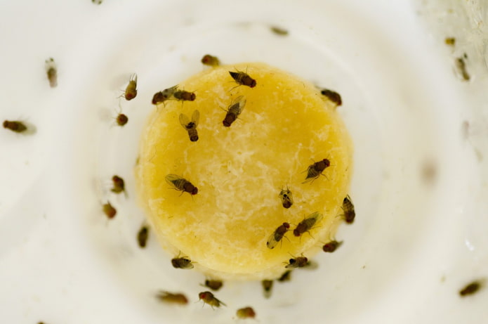 Drosophila voorkomen in de keuken
