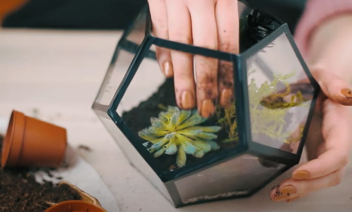 planting succulents