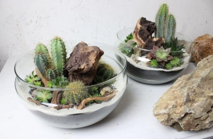 rangschikking van vetplanten