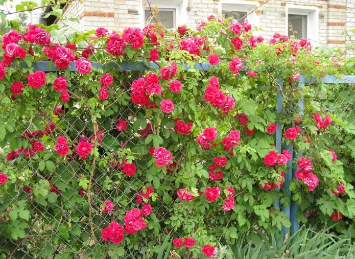 Rozen langs de schutting