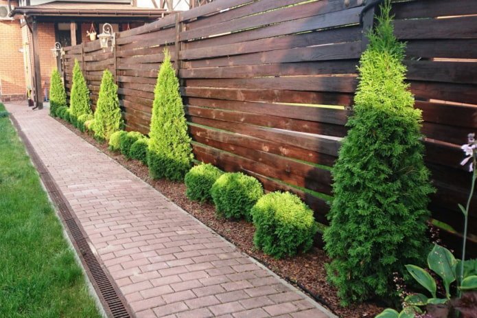 Thuja's en jeneverbessen bij het hek