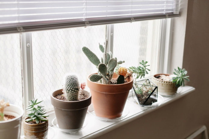 Cactussen op de vensterbank