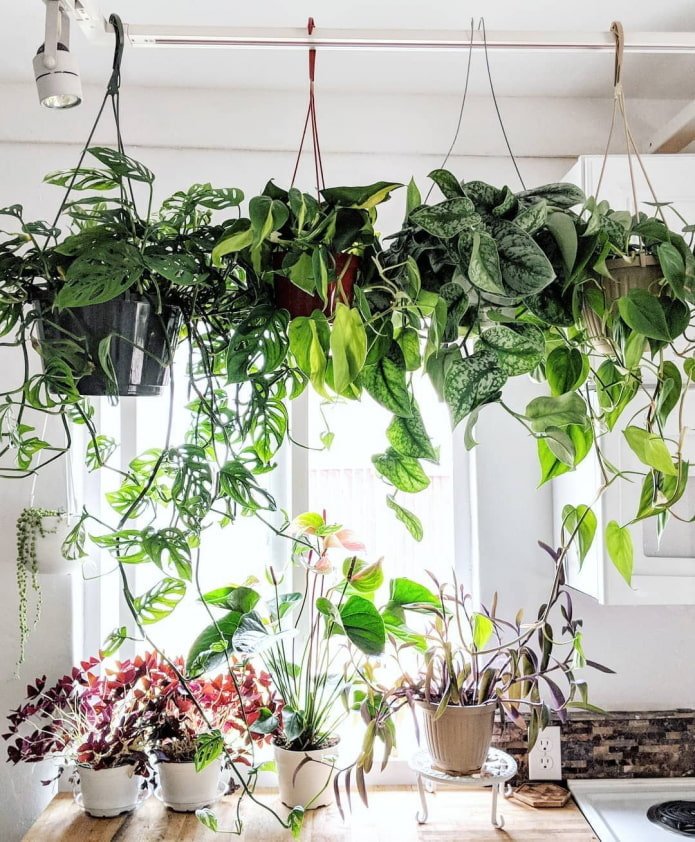 Planten op de reling
