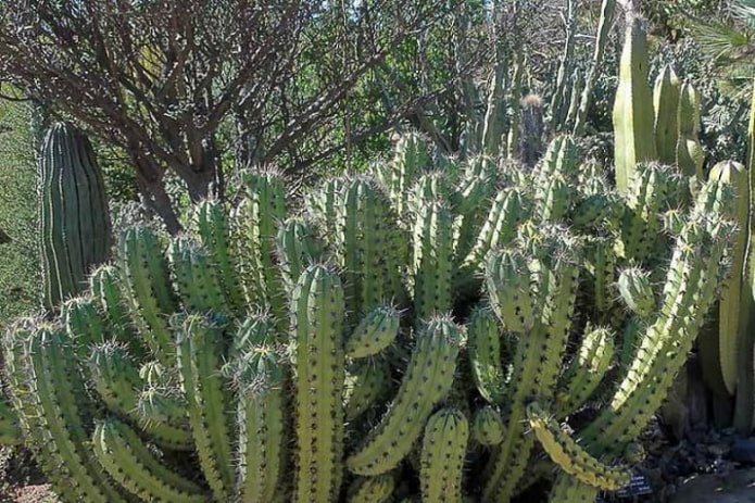 Kandelaarcactus