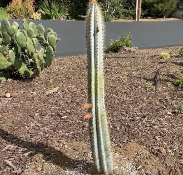 Zuilvormige cactus