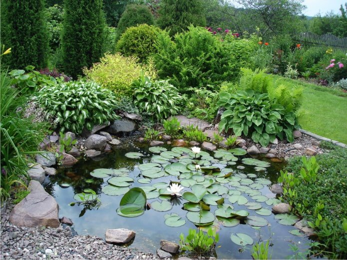 hosta bij een vijver