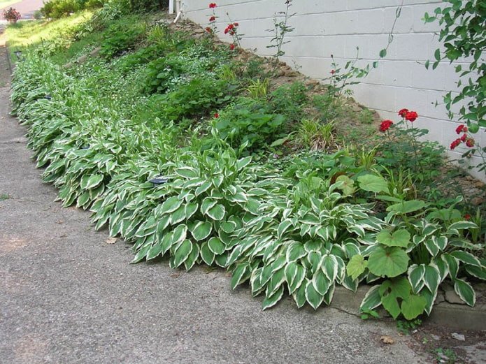hosta langs het pad