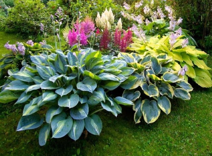hosta in een bloemperk