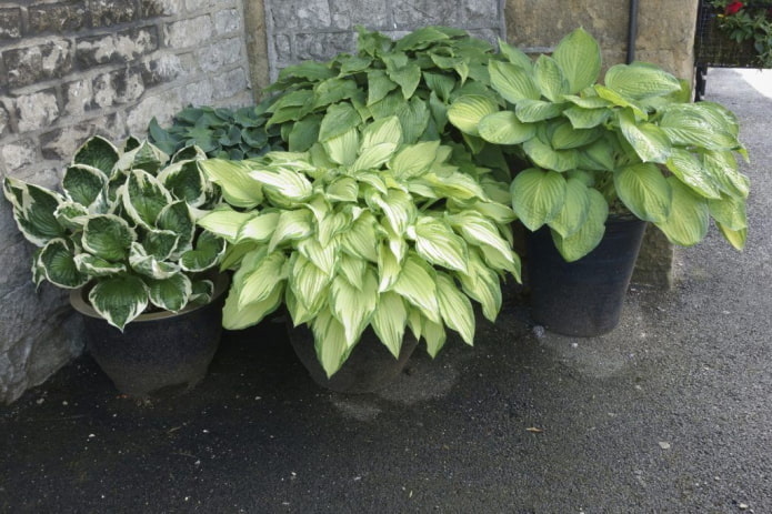 hosta's in potten