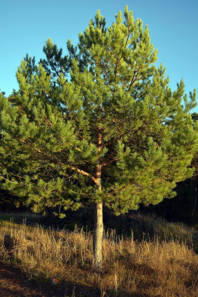 Grove den