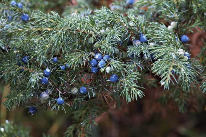 Jeneverbes takken en bessen