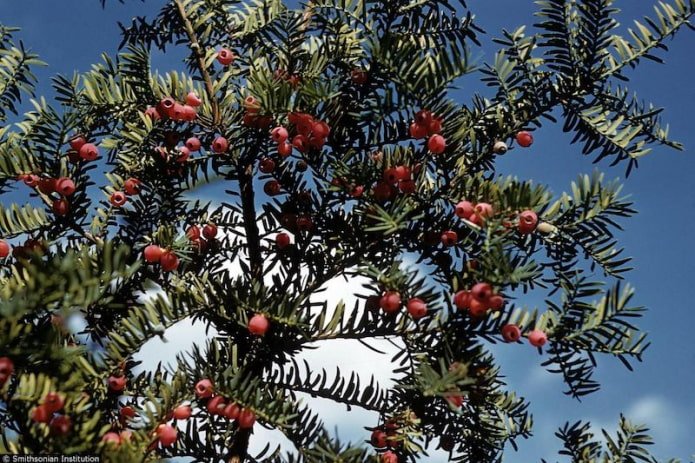 Canadese taxus