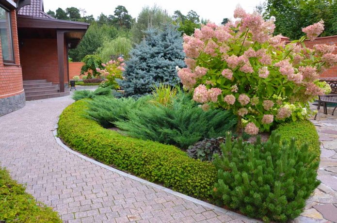 coniferencompositie met roze hortensia