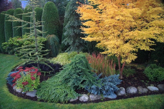 coniferencompositie met gele esdoorn