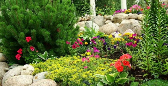 coniferen en vaste planten