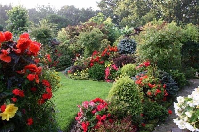 vaste planten en thuja