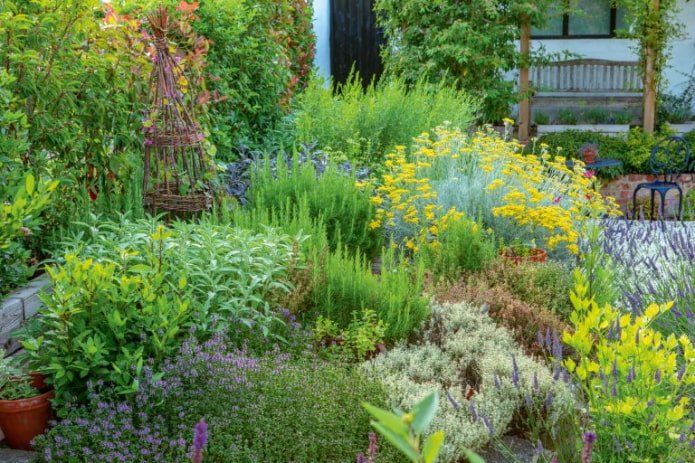 kruiden in de tuin