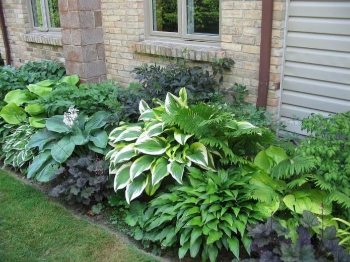 Bloemperk met hosta's