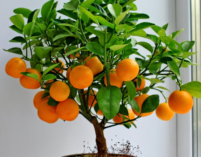 mandarijnboom