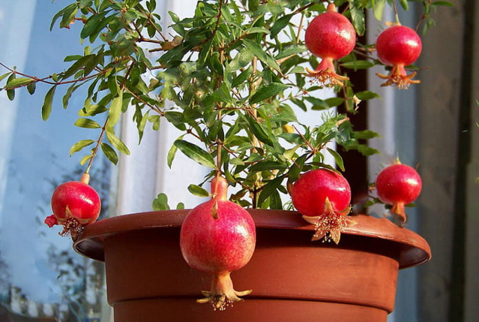 indoor granate