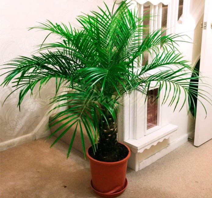 dadelpalm