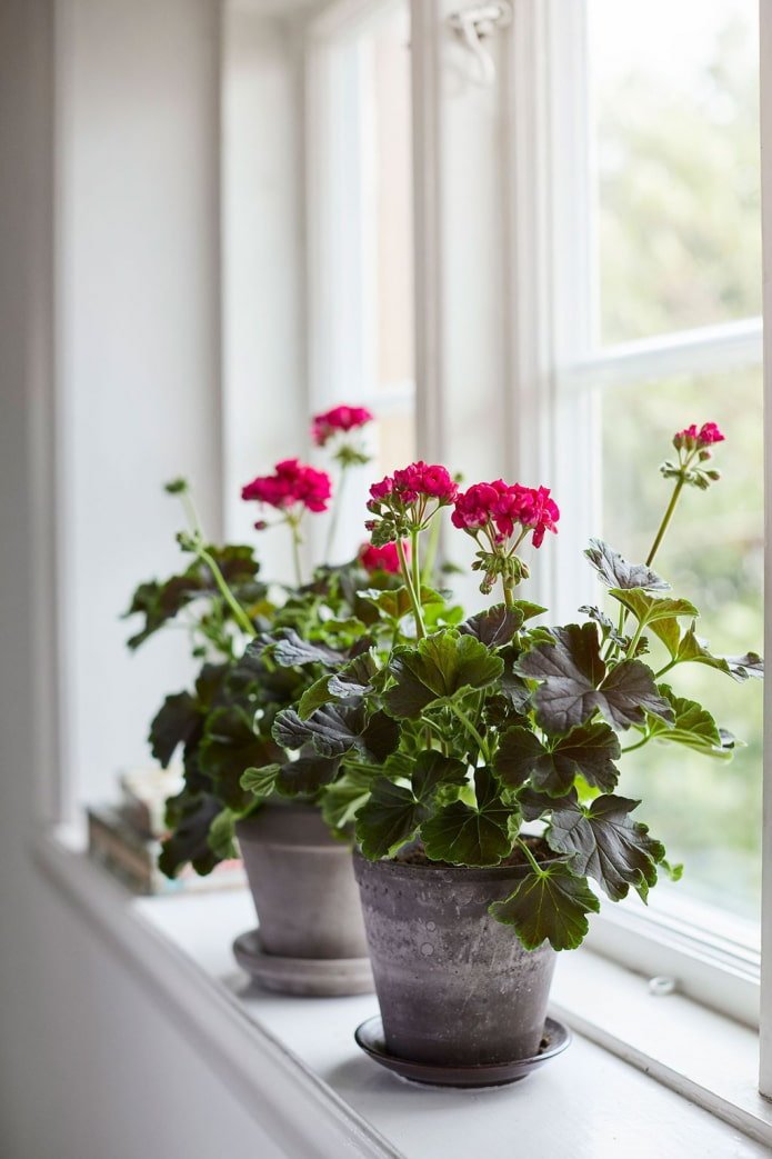 Geurige Geranium