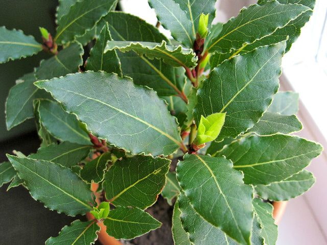 Laurierblad