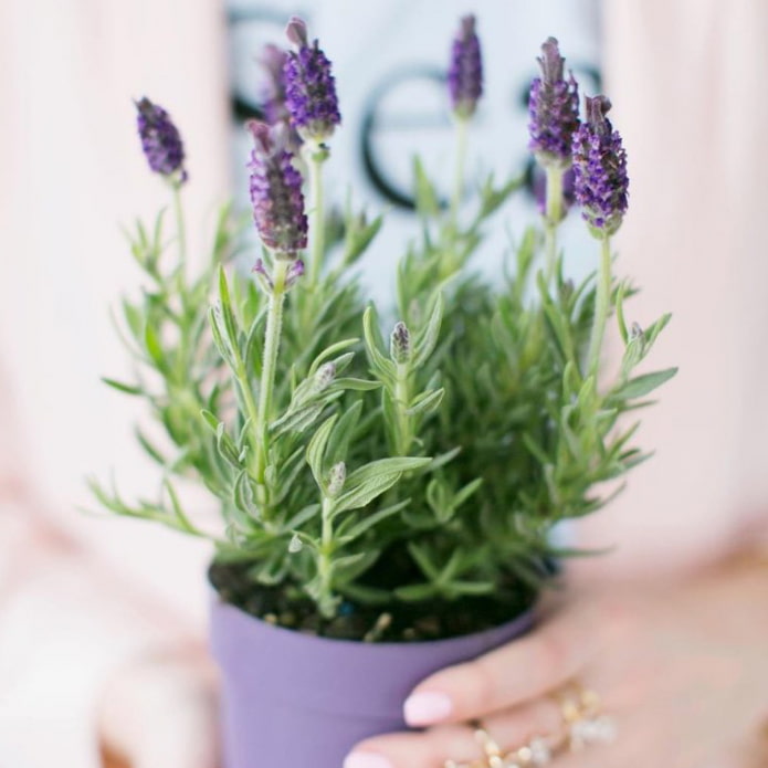 Lavendel voor binnen