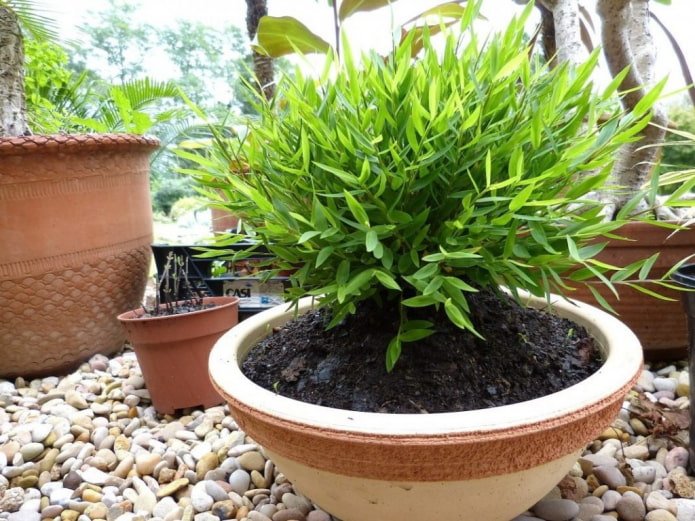 bamboe in een pot