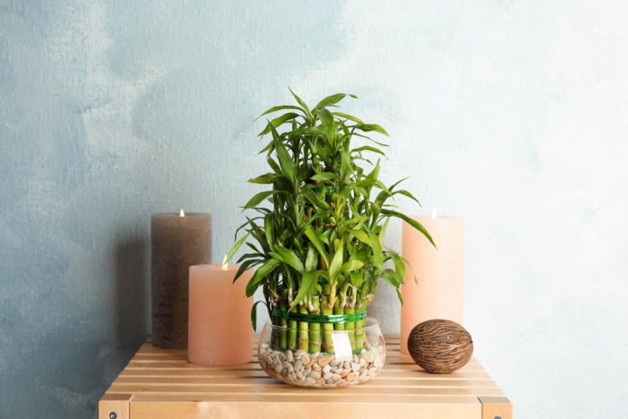 decoratieve compositie met kaarsen