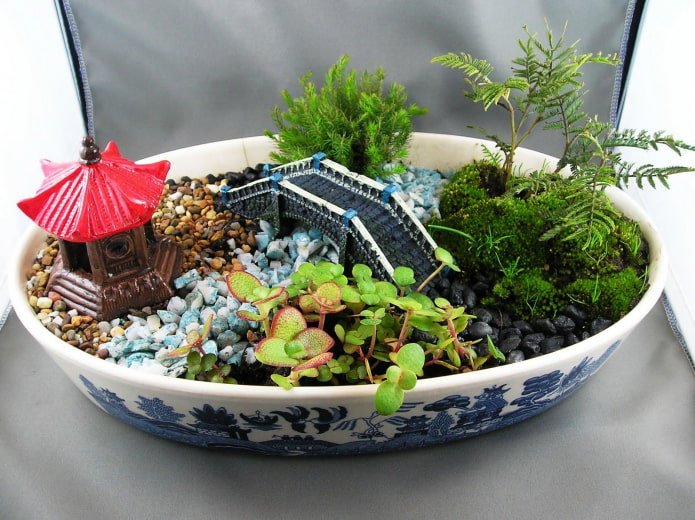 vetplanten met beeldjes