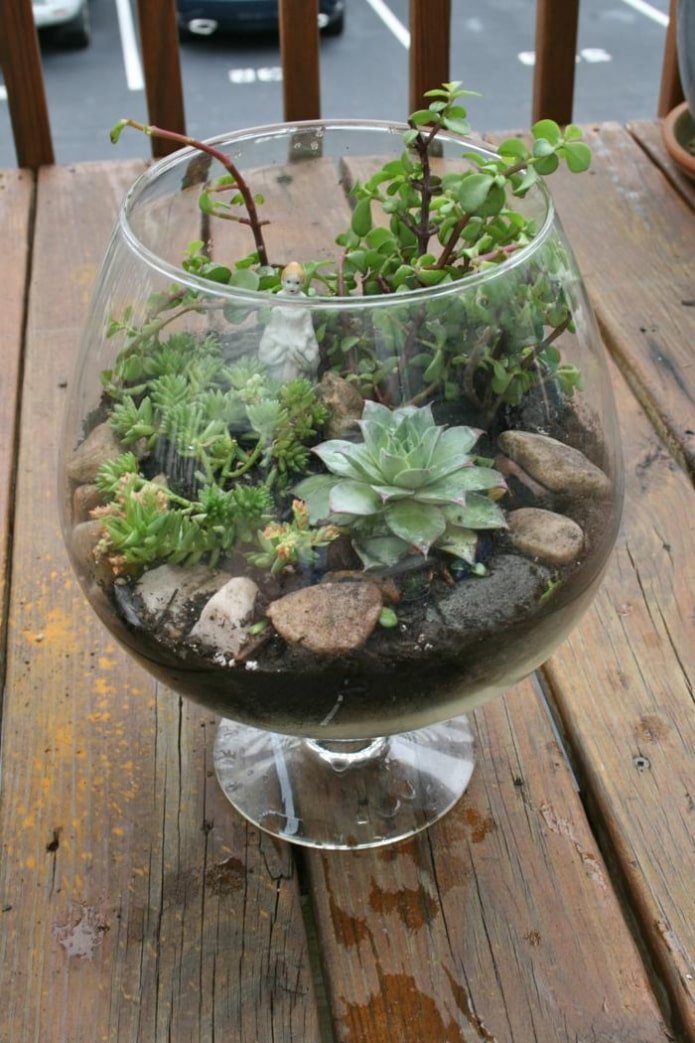 samenstelling van vetplanten