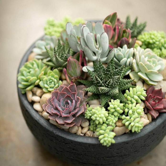 vetplanten in een pot