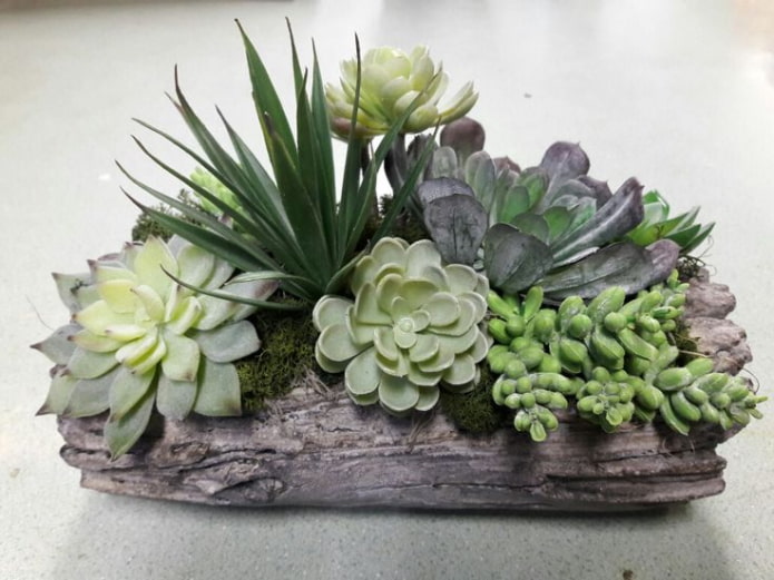 vetplantencompositie