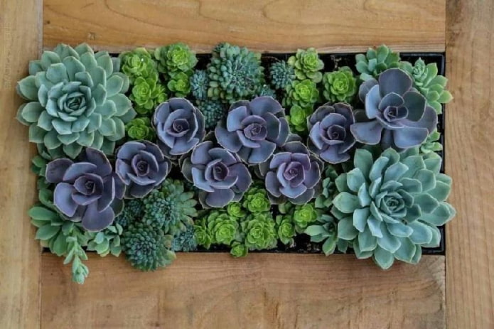 schilderij van vetplanten